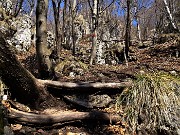 Cima Cornetti (1550 m) ad anello da Cornalba (Sentiero Partigiano)-24mar22-FOTOGALLERY